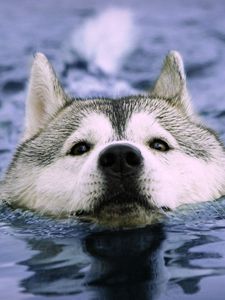 Превью обои собака, морда, плавать, мокрый