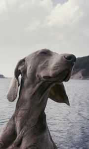 Превью обои собака, морда, прикольный, довольный