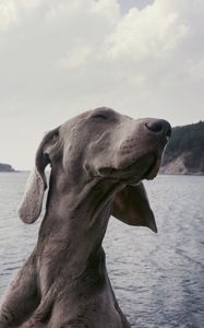 Превью обои собака, морда, прикольный, довольный