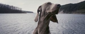 Превью обои собака, морда, прикольный, довольный