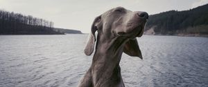 Превью обои собака, морда, прикольный, довольный