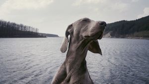 Превью обои собака, морда, прикольный, довольный