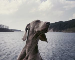 Превью обои собака, морда, прикольный, довольный