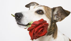 Превью обои собака, морда, роза, цветок, подарок