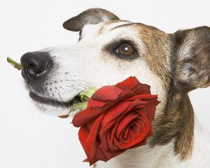 Превью обои собака, морда, роза, цветок, подарок