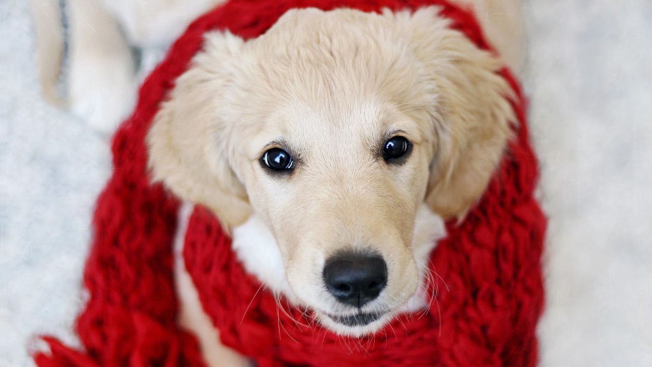 Обои собака, морда, шарф, ткань, красивый, щенок