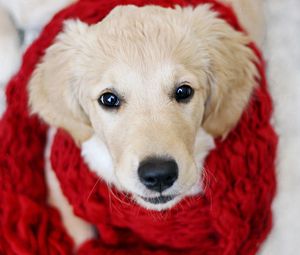 Превью обои собака, морда, шарф, ткань, красивый, щенок