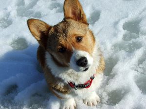 Превью обои собака, морда, снег, любопытство, ожидание