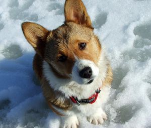 Превью обои собака, морда, снег, любопытство, ожидание