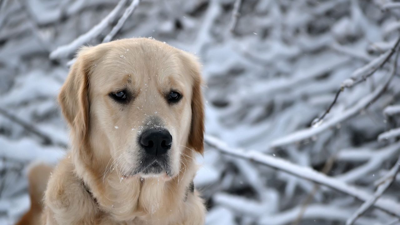 Обои собака, морда, снег, грусть, лабрадор