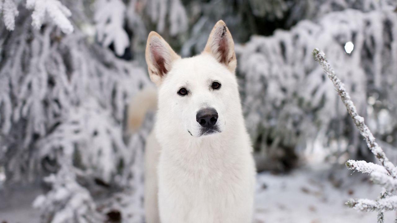 Обои собака, морда, снег, глаза