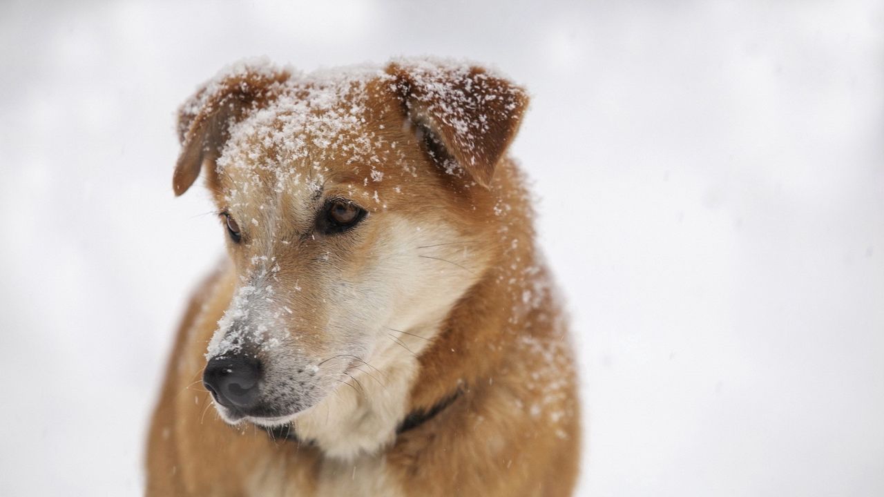 Обои собака, морда, снег, грусть, взгляд