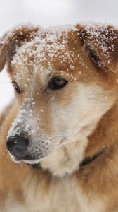 Превью обои собака, морда, снег, грусть, взгляд