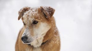 Превью обои собака, морда, снег, грусть, взгляд
