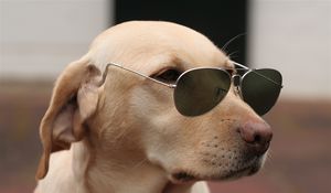 Превью обои собака, морда, солнцезащитные очки