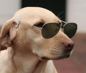 Превью обои собака, морда, солнцезащитные очки