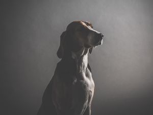 Превью обои собака, морда, темный