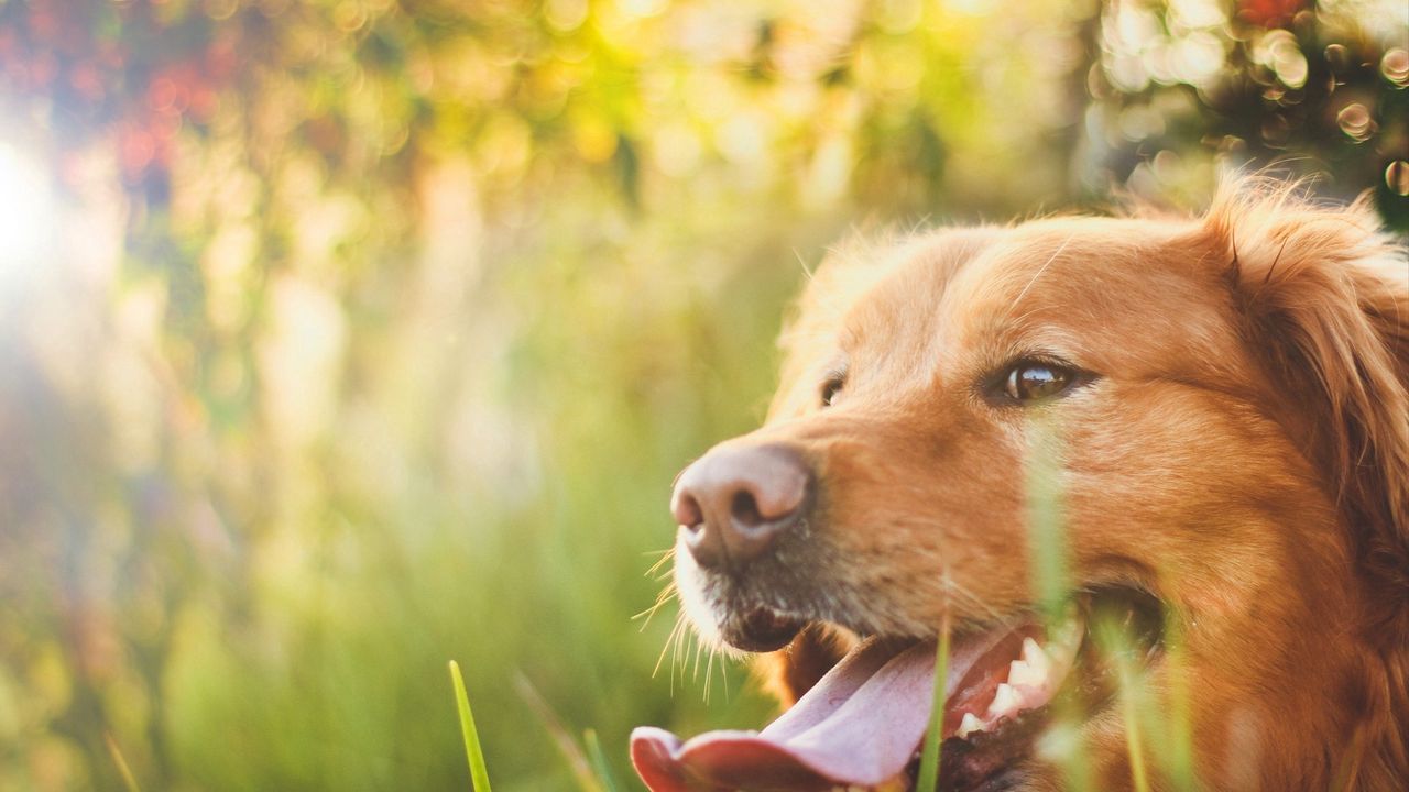 Обои собака, морда, трава, солнечный свет