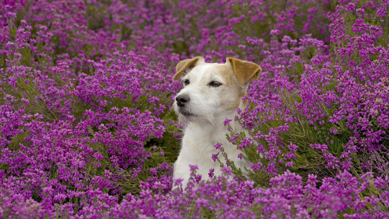 Обои собака, морда, трава, цветы