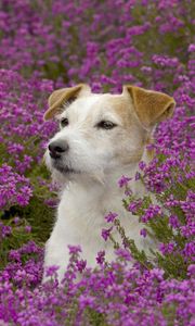 Превью обои собака, морда, трава, цветы