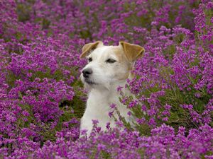 Превью обои собака, морда, трава, цветы