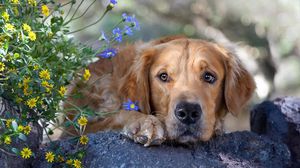 Превью обои собака, морда, трава, цветы, грусть, камень