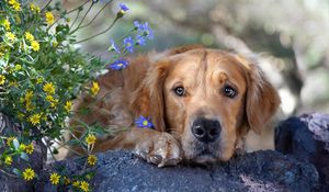 Превью обои собака, морда, трава, цветы, грусть, камень