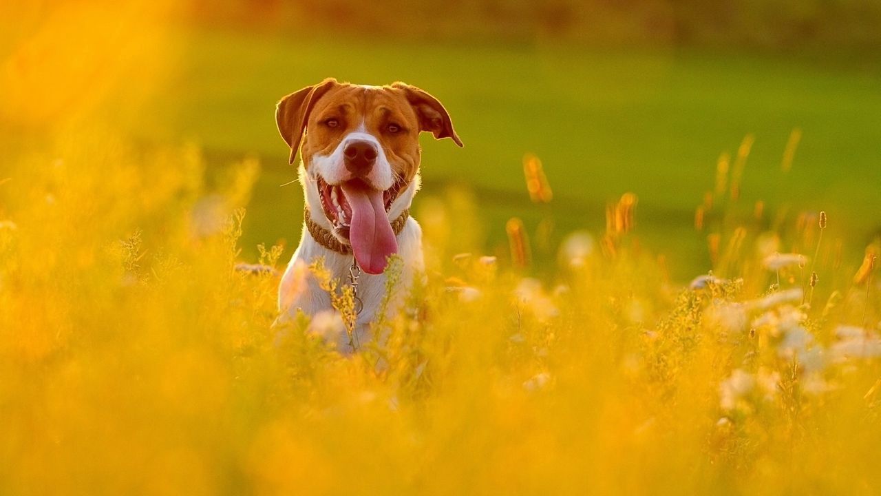 Обои собака, морда, трава, высунутый язык, бежать, цветы, поле