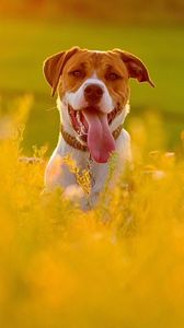 Превью обои собака, морда, трава, высунутый язык, бежать, цветы, поле