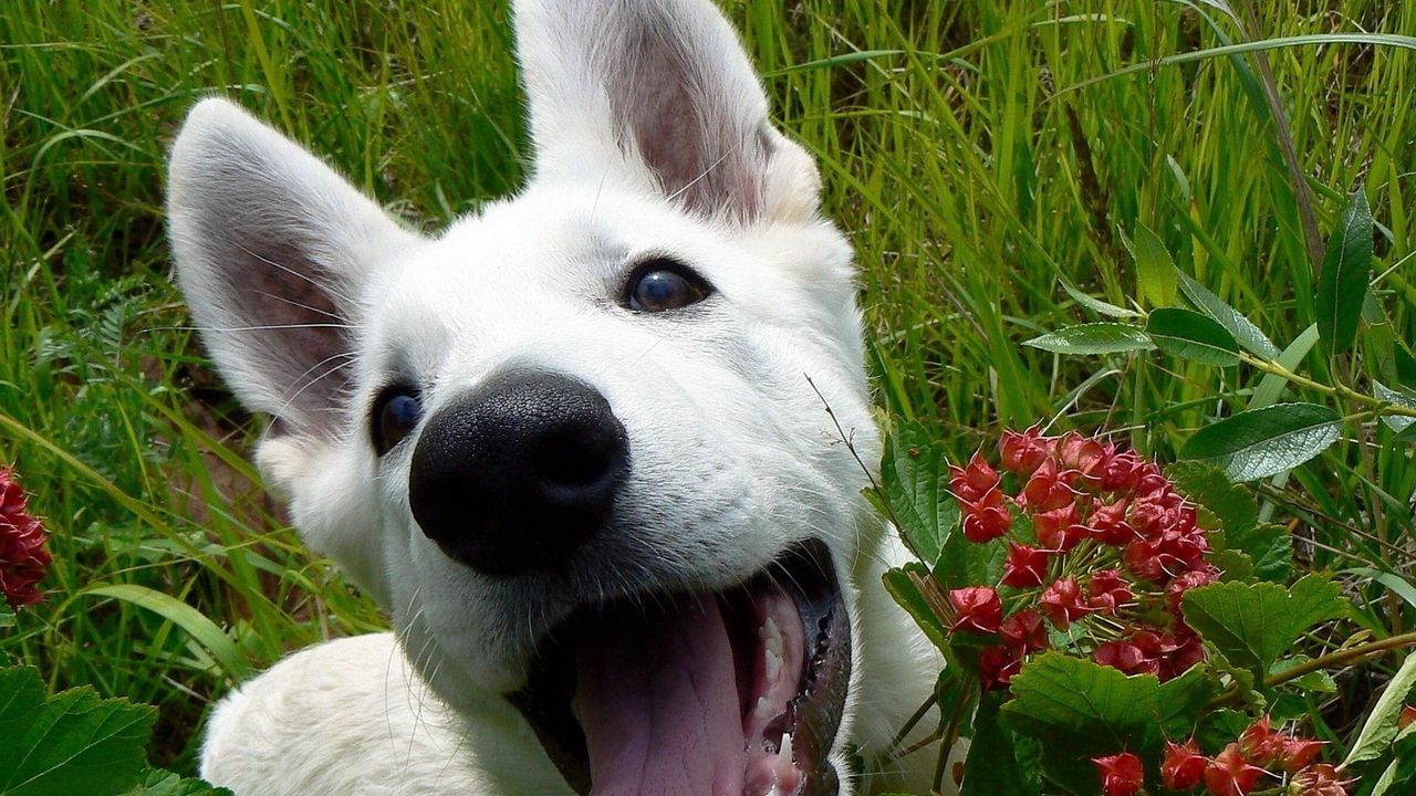 Обои собака, морда, трава, листья, цветы