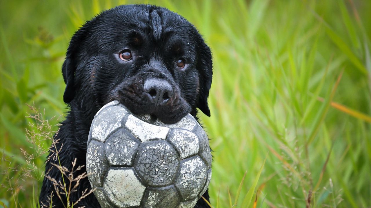 Обои собака, морда, трава, мяч