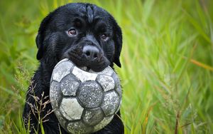 Превью обои собака, морда, трава, мяч