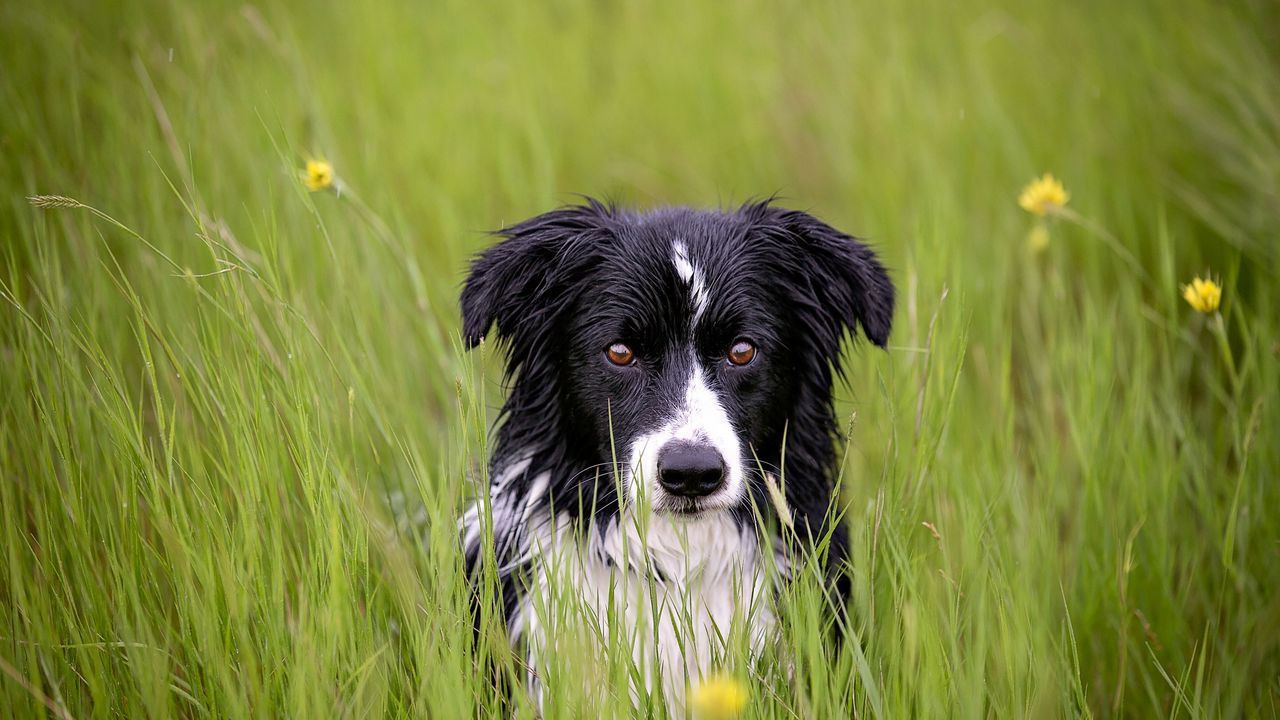Обои собака, морда, трава, пятнистый, мокрый