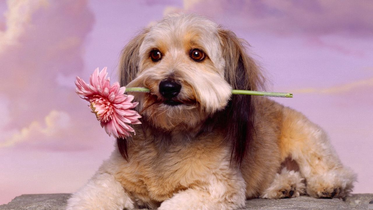Обои собака, морда, цветок, ожидание