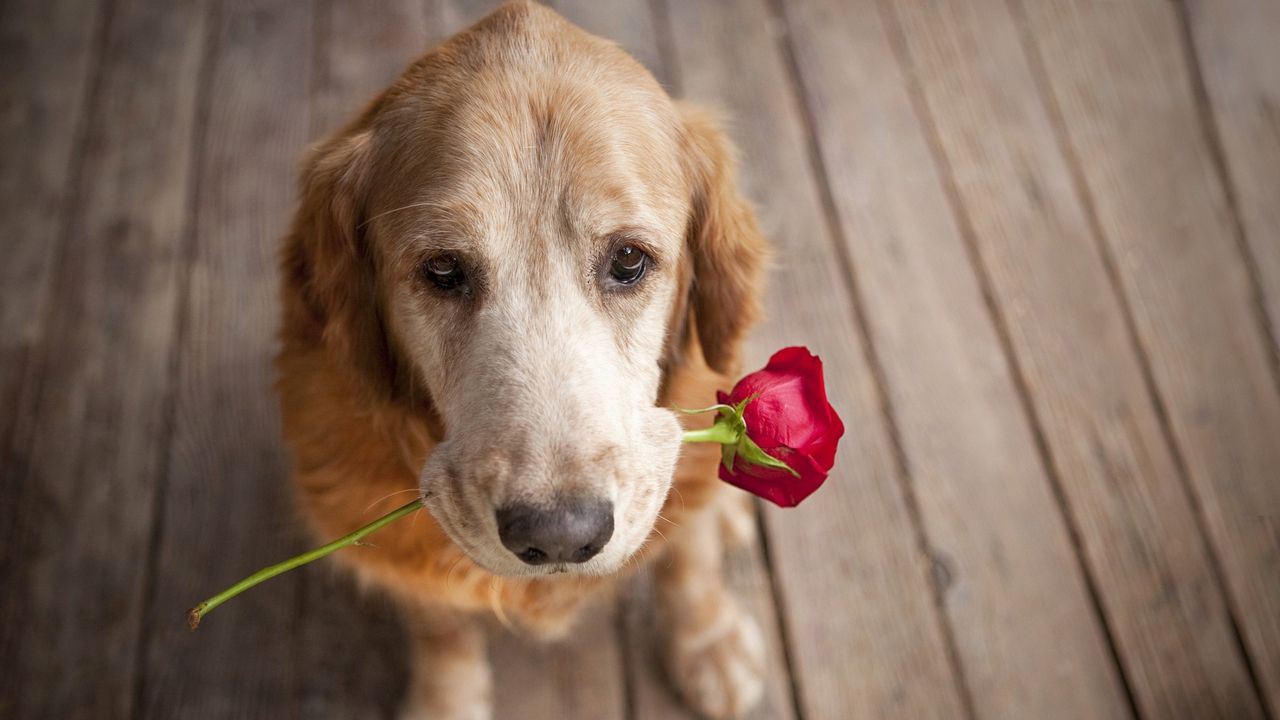 Обои собака, морда, цветок, нежность, романтика
