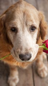 Превью обои собака, морда, цветок, нежность, романтика