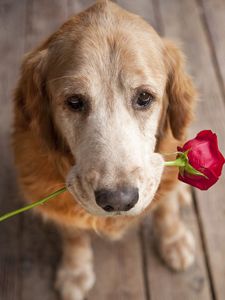 Превью обои собака, морда, цветок, нежность, романтика