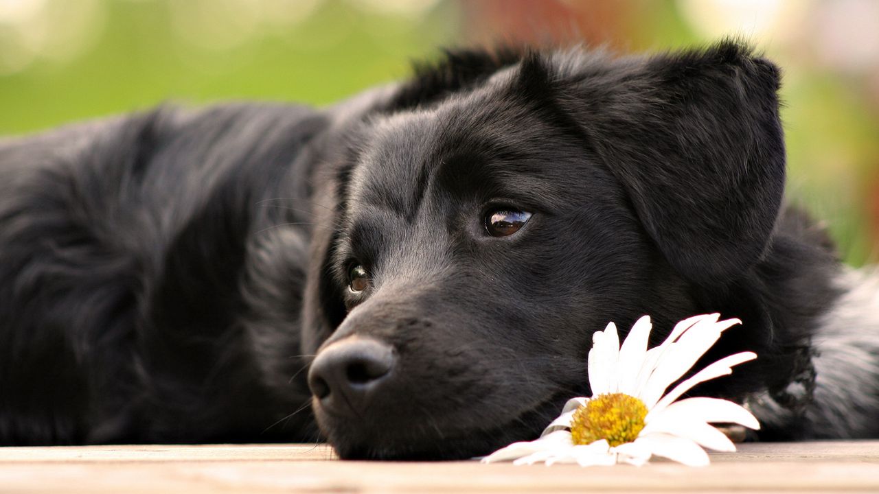 Обои собака, морда, цветок, лежать, ожидание, грусть