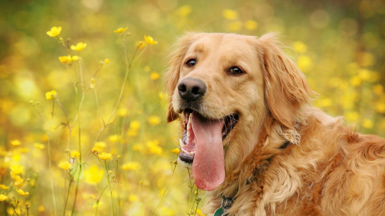 Обои собака, морда, цветы, язык, отдых