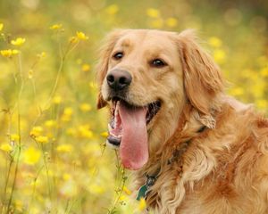 Превью обои собака, морда, цветы, язык, отдых