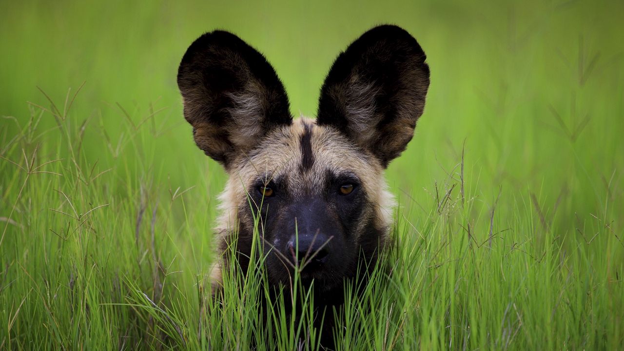 Обои собака, морда, уши, трава