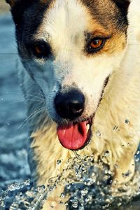 Превью обои собака, морда, вода, брызги