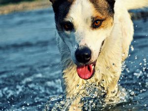 Превью обои собака, морда, вода, брызги