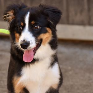 Превью обои собака, морда, высунутый язык