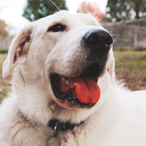 Превью обои собака, морда, высунутый язык