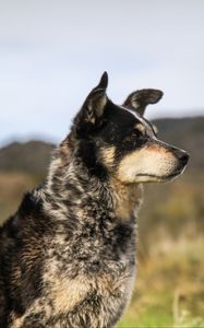 Превью обои собака, морда, взгляд