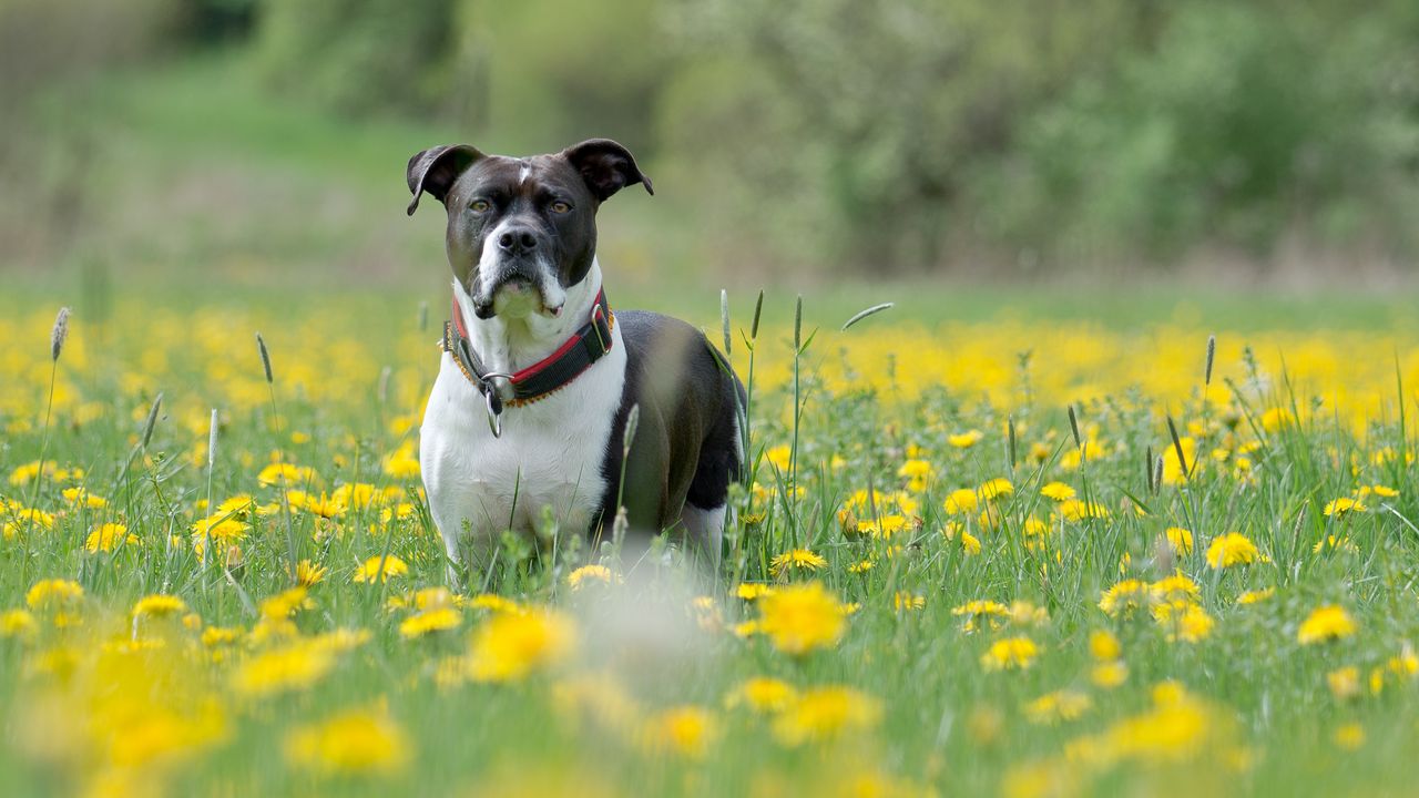 Обои собака, морда, взгляд, трава, цветы