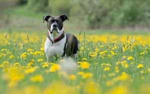 Превью обои собака, морда, взгляд, трава, цветы