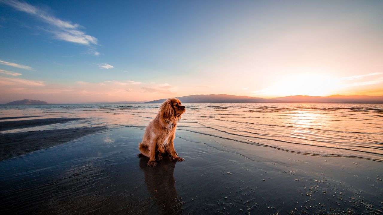 Обои собака, море, сидит, берег