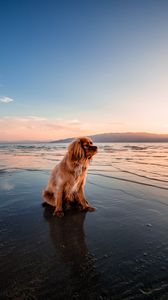 Превью обои собака, море, сидит, берег